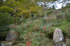正暦寺　南天