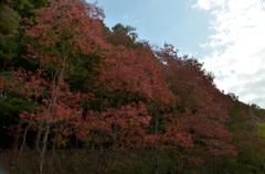 紅葉