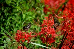 彼岸花と蝶のカップル