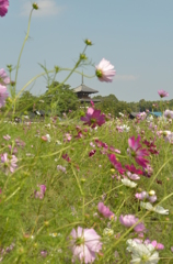 斑鳩、法起寺とコスモス　１