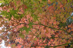 紅葉　ピンクと浅葱