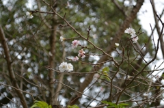 　秋咲き　子福桜