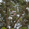 　秋咲き　子福桜