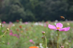 ええのめっけ！