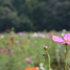 ええのめっけ！