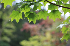 雨宿り