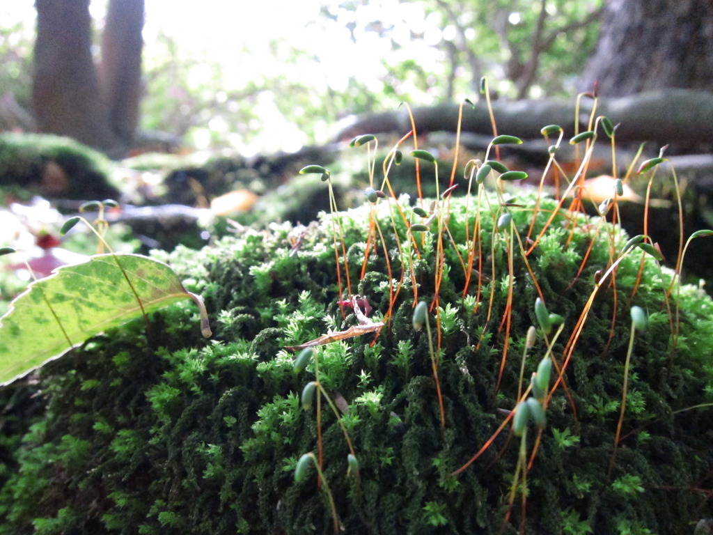 苔と芽