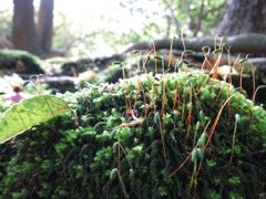 苔と芽