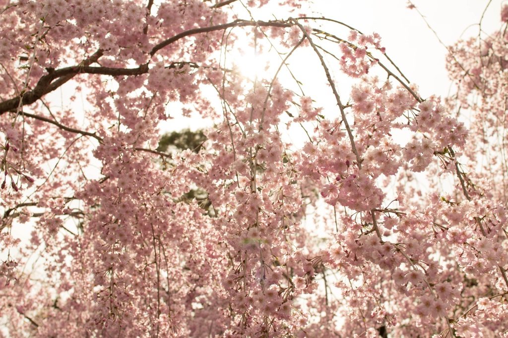 光桜