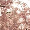 光桜