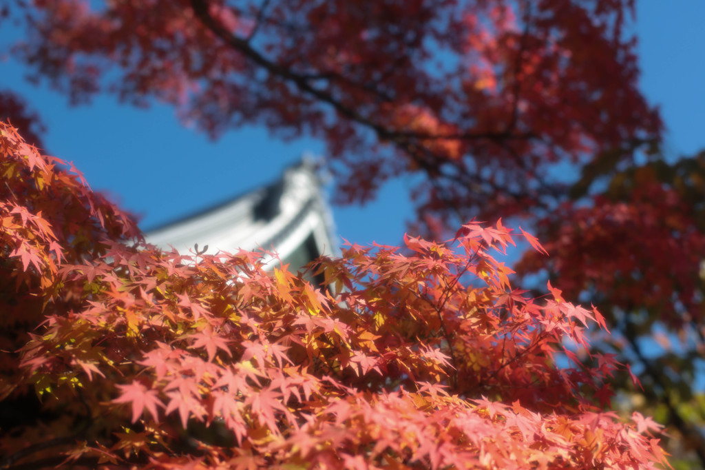 もみ寺