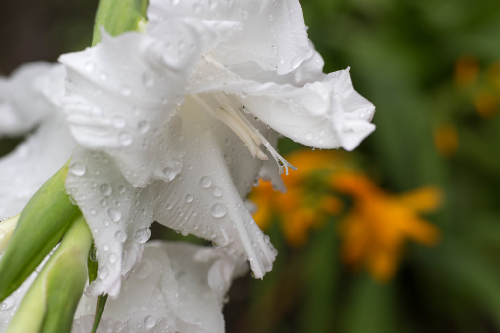 雨もいいけど…