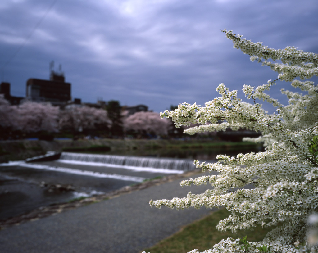 ①Velvia100．2015．0404 (4)