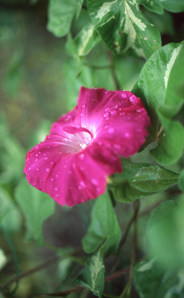 夏の色花