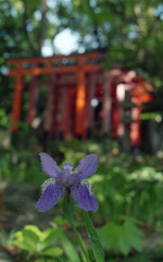 御霊神社④　シャガ