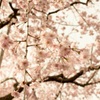 桜十字