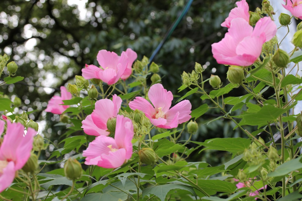 名もわからぬ近所の花