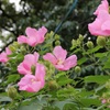 名もわからぬ近所の花