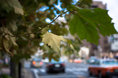 街路樹の葉