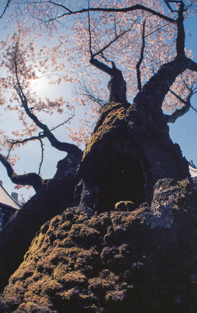 遅春～老桜②～