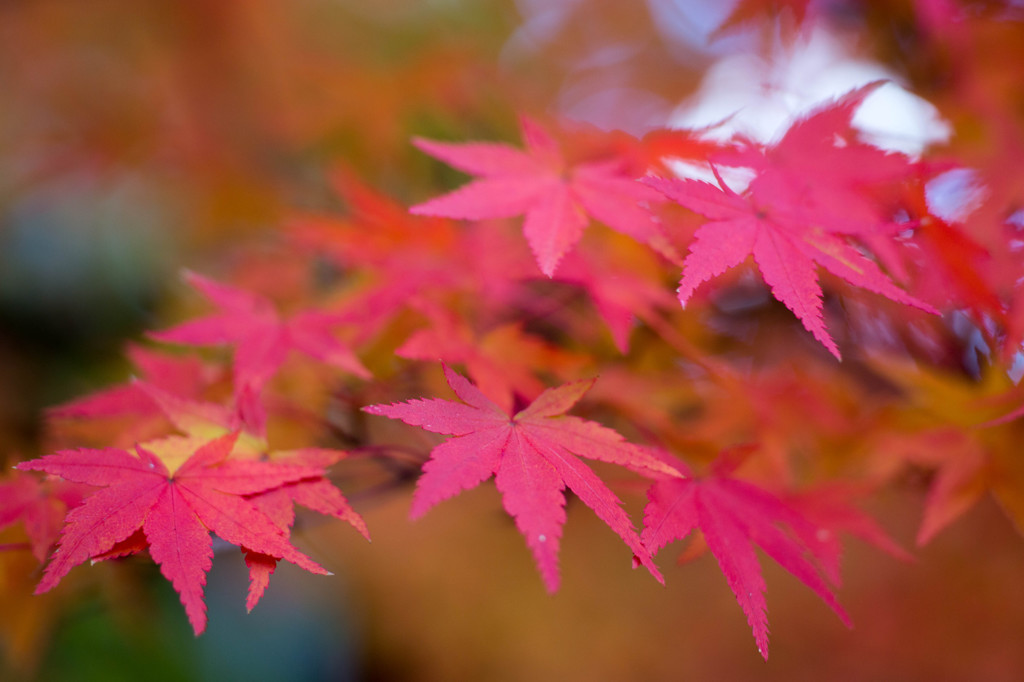 クリムゾン（深紅の）