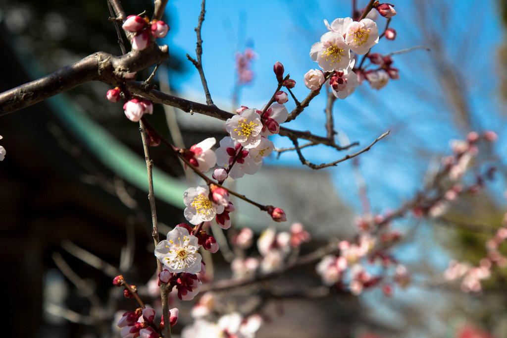 くっきりと花咲く