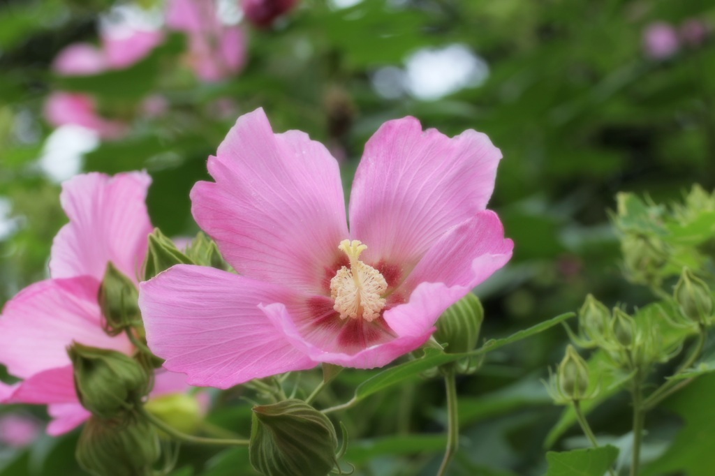 名もわからぬ近所の花　その2