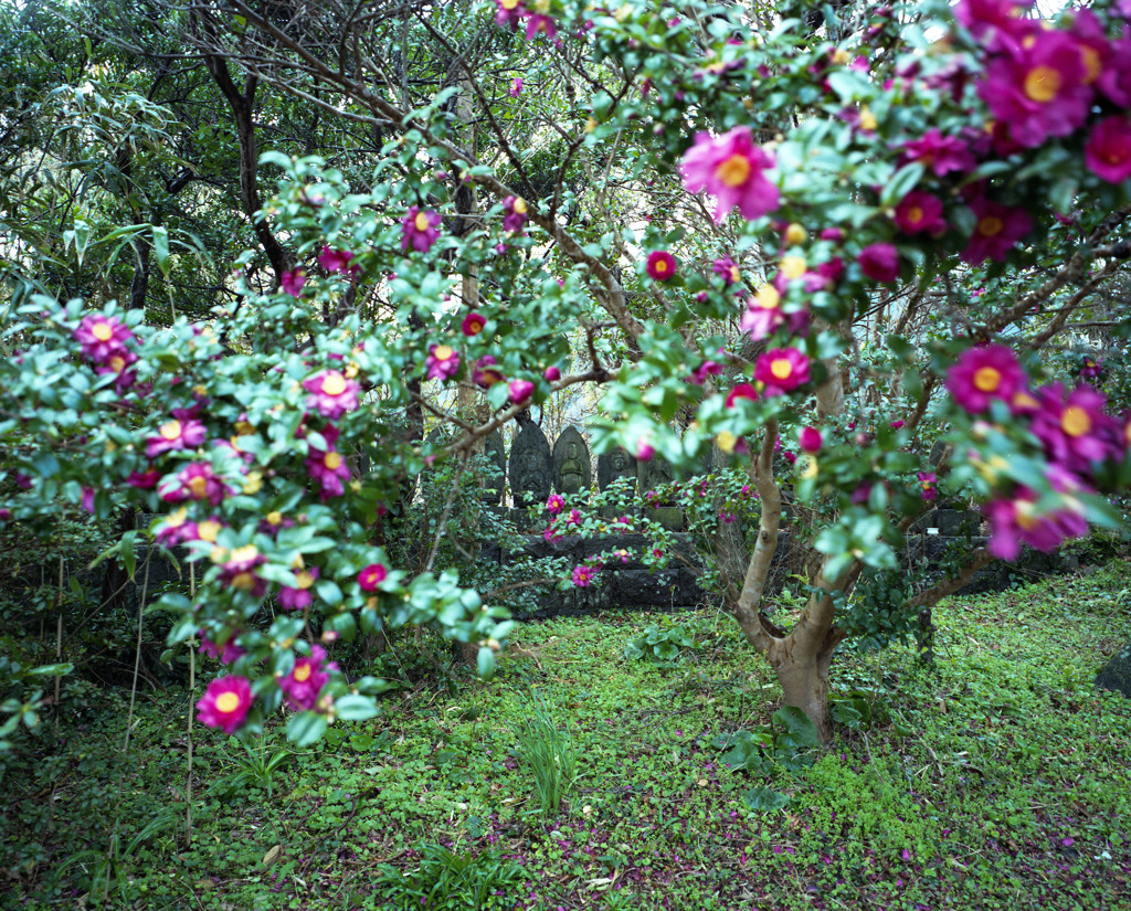 花の奥