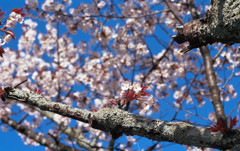 遅春～老桜①～