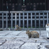 ぬこのつどい