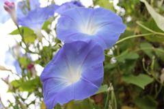 アサガオっていつまで咲くんですか？