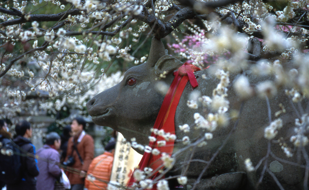 梅の季節⑥