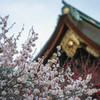 梅の季節⑦