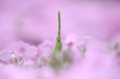 ひと足お先にスカイツリー