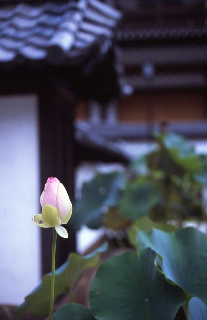 KAMAKURA