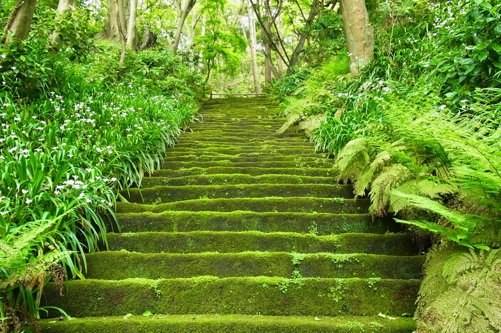 コケ寺。