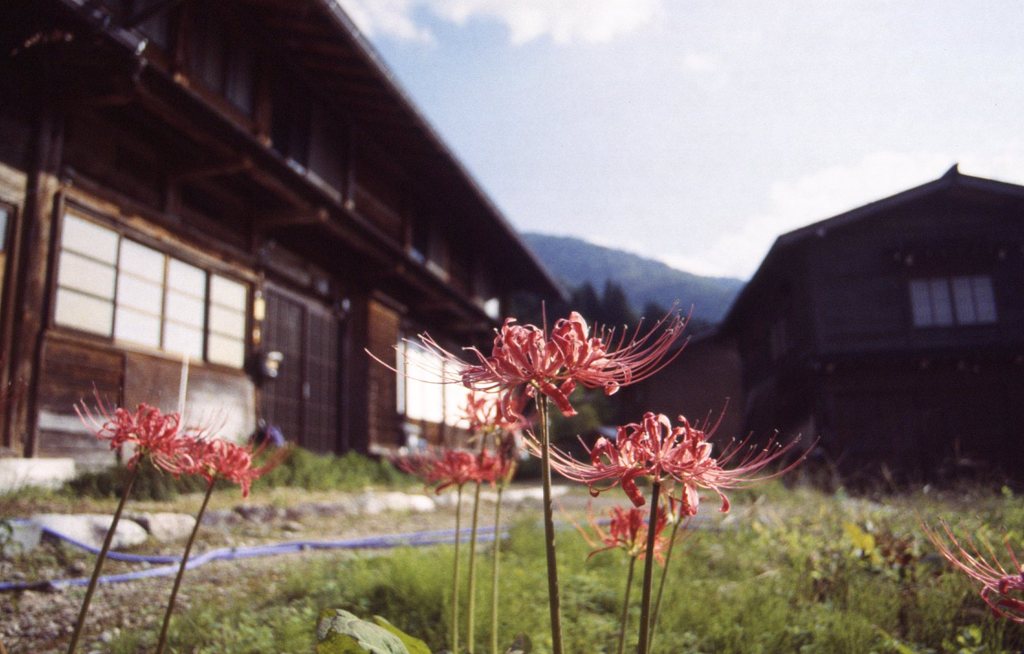 曼珠沙華。