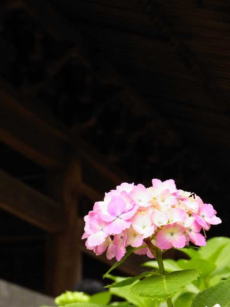 KAMAKURA