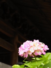 KAMAKURA
