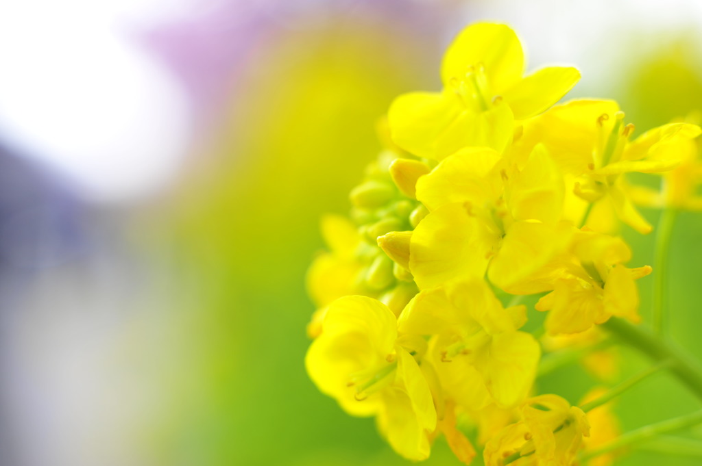 黄色の春の香り。