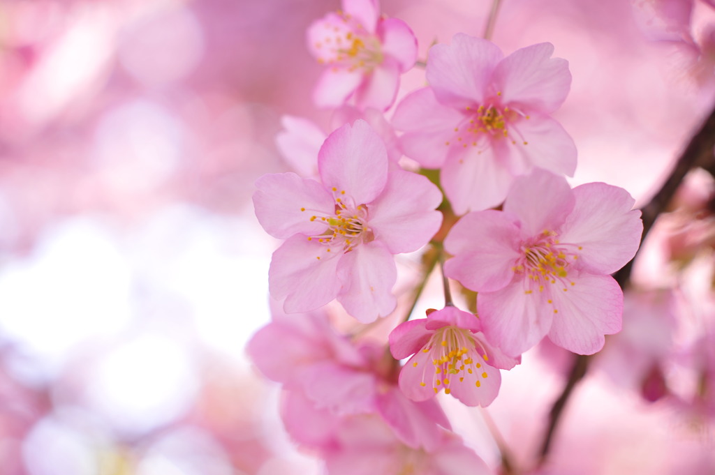 桃色の春の香り。