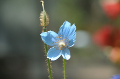 咲くやこの花館　高山植物