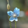 咲くやこの花館　高山植物