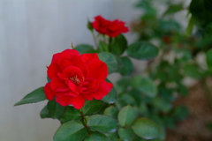 赤薔薇