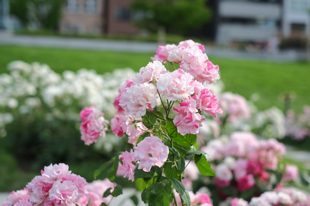 ピンクと白の薔薇