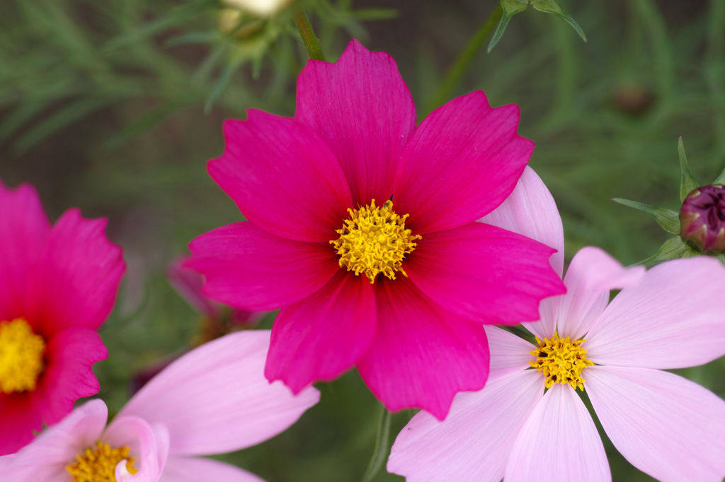 濃い秋桜