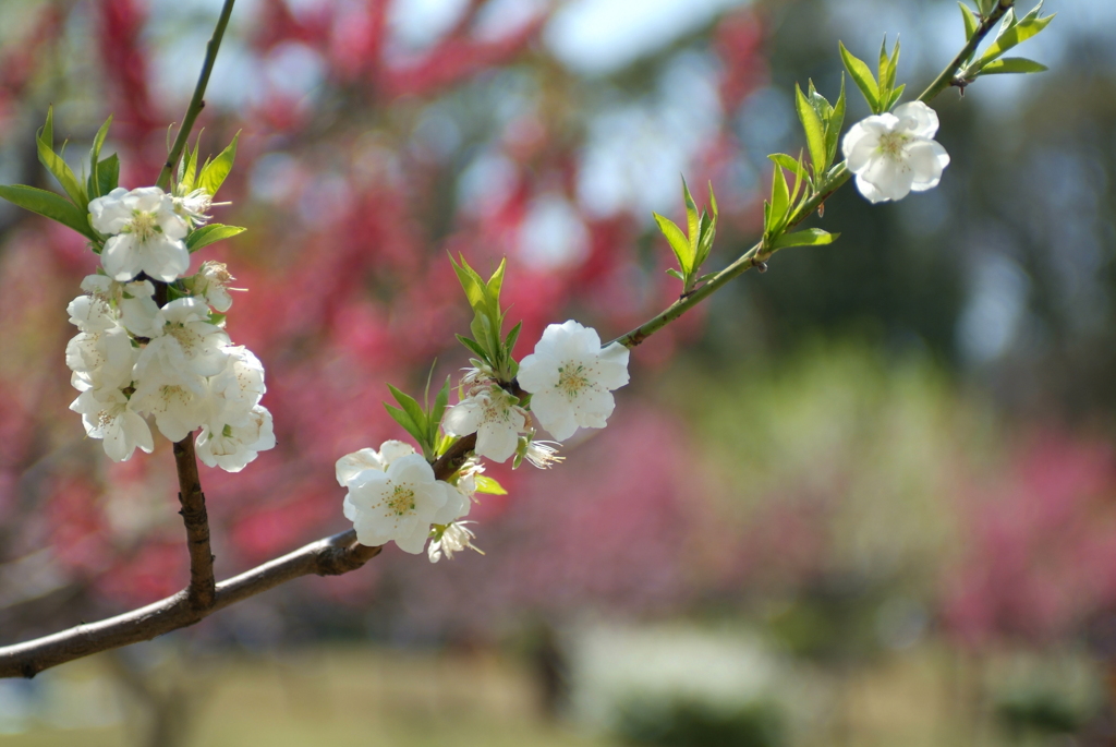 花咲くサクラ
