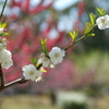 花咲くサクラ