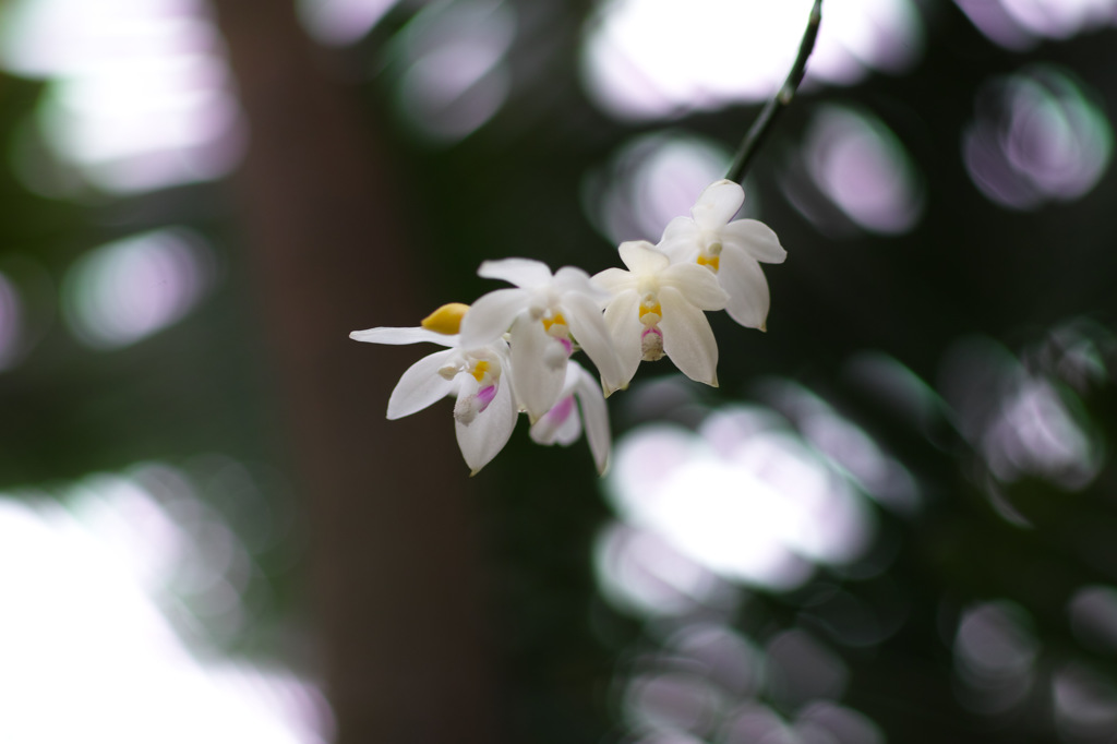 白い花