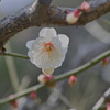 大阪城梅林園